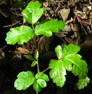 poison_oak1.jpg