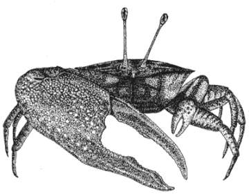 fiddlerCrab.jpg