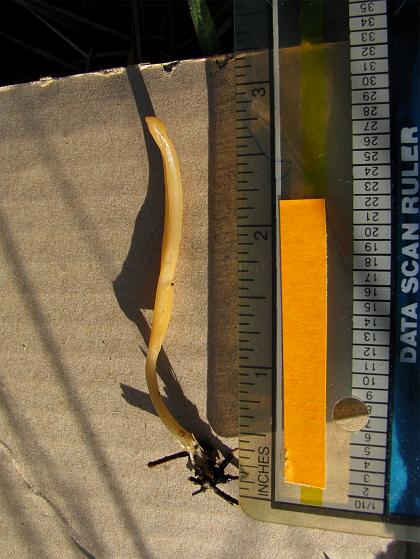 fungus_cordyceps 5.jpg