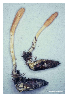 fungus_cordyceps_militaris_03.jpg