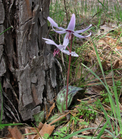 erythroniumByTree.jpg