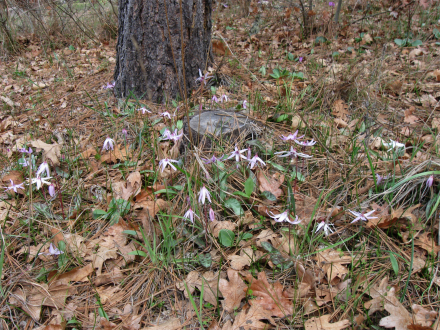 ErythroniumPatch.jpg
