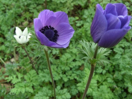 800px-Anemone_coronaria_L_1.jpg