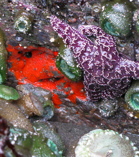 Ophlitaspongia pennata (Red encrusting sponge).jpg