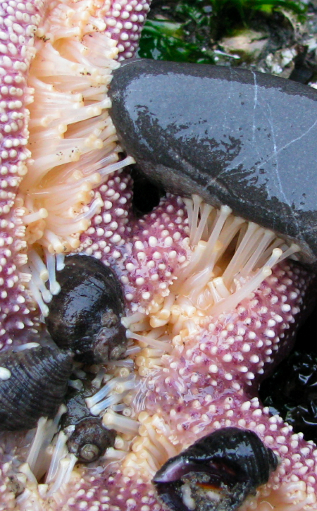 SeaStarCloseupTubeFeet.jpg