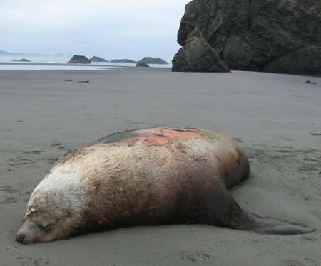 StellerSeaLionDead1.jpg