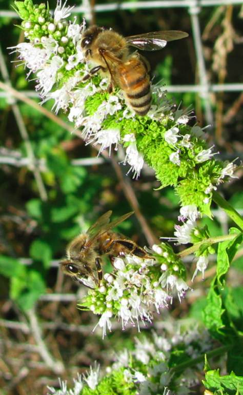 BeesOnMint1CR.jpg