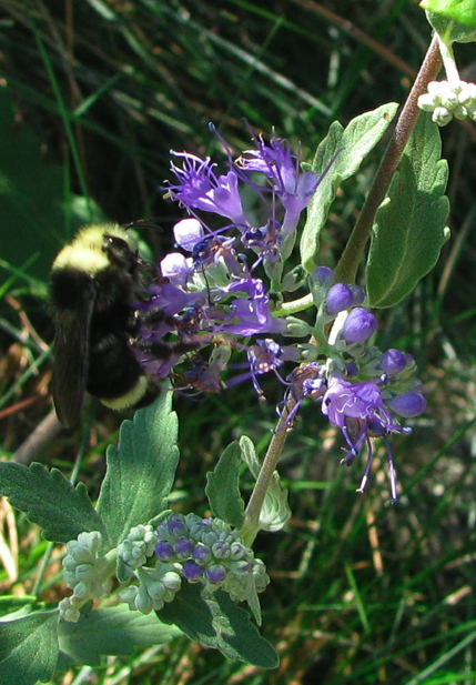 BeesOnPurpleCR.jpg