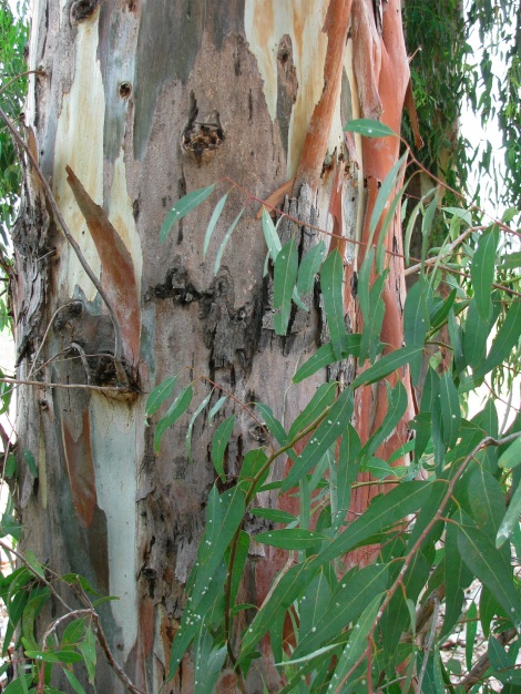 EucalyptusBark&Scale.jpg