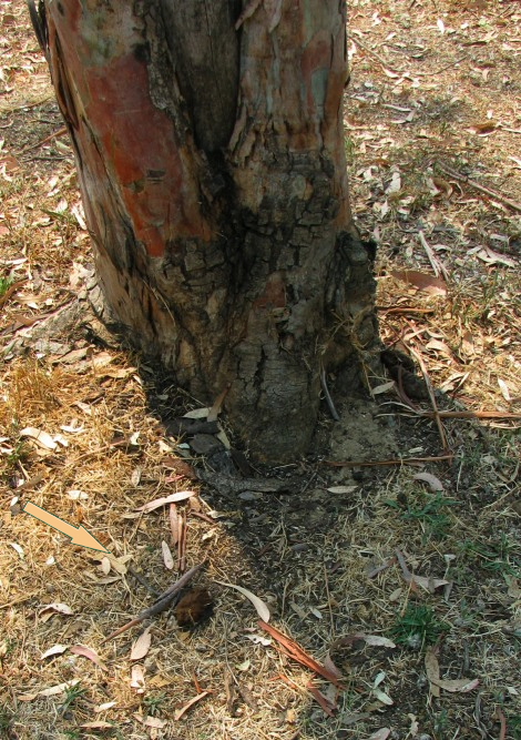 EucalyptusBat+TreeCR+ARROWY.jpg