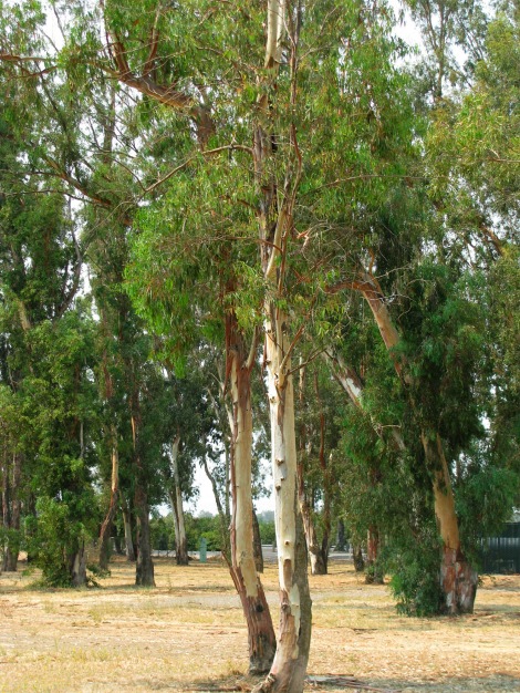 EucalyptusGrove.jpg