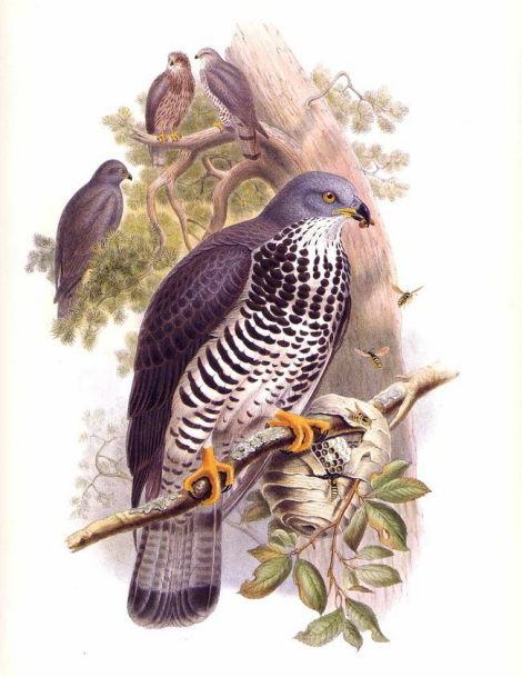 PaperWaspsHoneyBuzzard.jpg