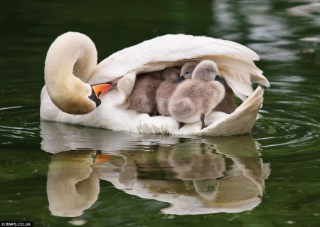 swanMother1.jpg