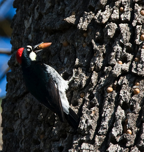 AcornWoodpecker&Acorns.jpg