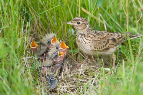 skylark Nest2.jpg