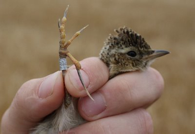 skylarkBeingBanded.jpg