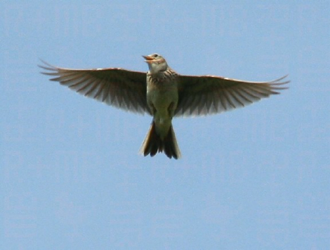 skylarkInFlight3.jpg