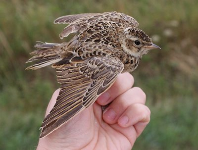 SkylarkInHand.jpg