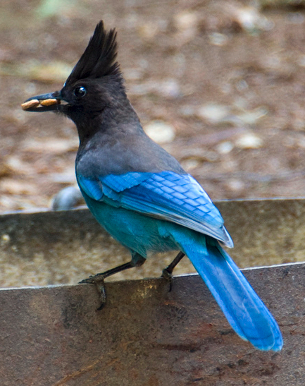 Steller'sJay1.jpg