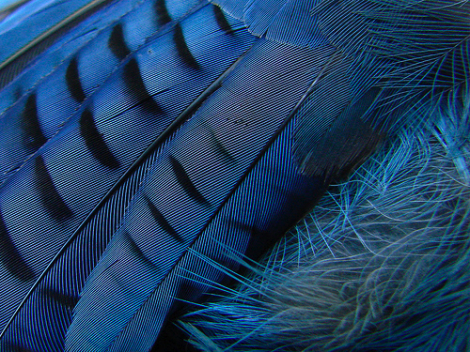Steller'sJayFeathers.jpg