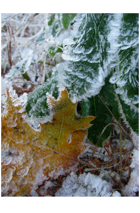 FrostyWalkIceLeaf2a.jpg