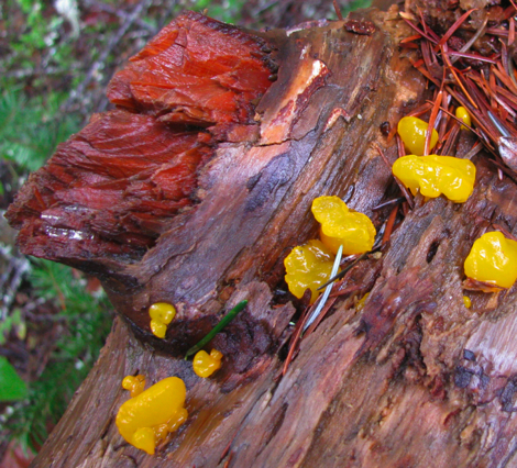 Witches' butter 1CR.jpg