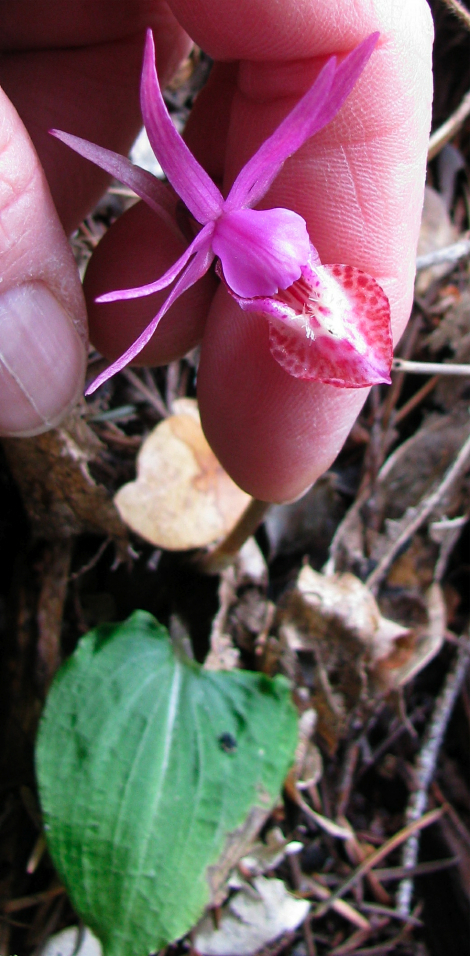 Calypso orchid1.jpg