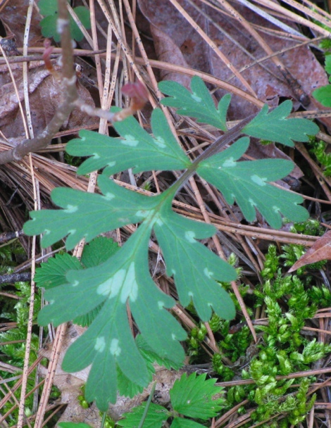 ECitrinumMysterleaf.jpg