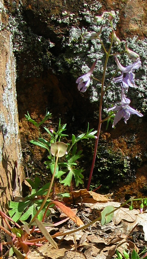 Frit Delpg purple close-up.jpg