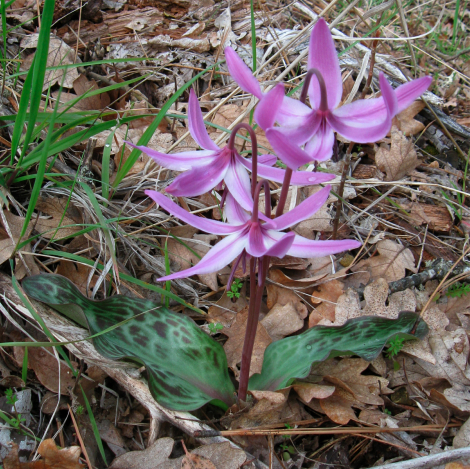 Frit Erythronium 3.jpg