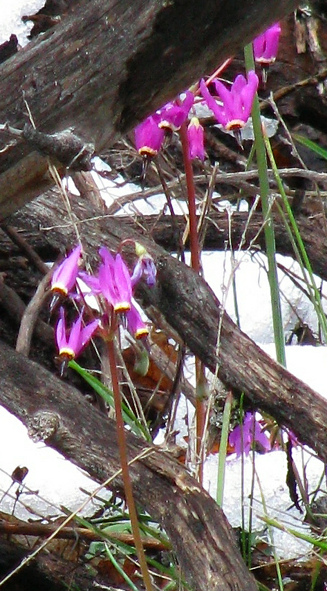 Frit Shooting Stars1.jpg