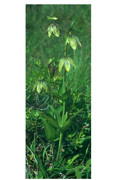 Fritillaria affinis1.jpg