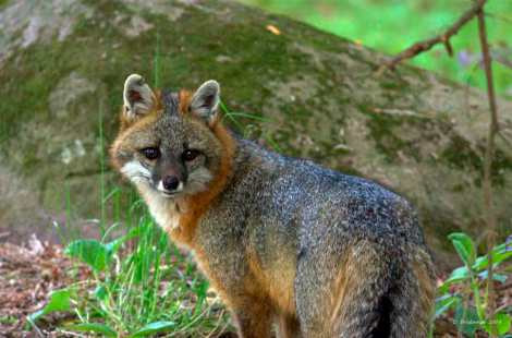 GreyFox2.jpg