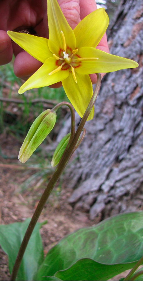 YellowErythronium1.jpg