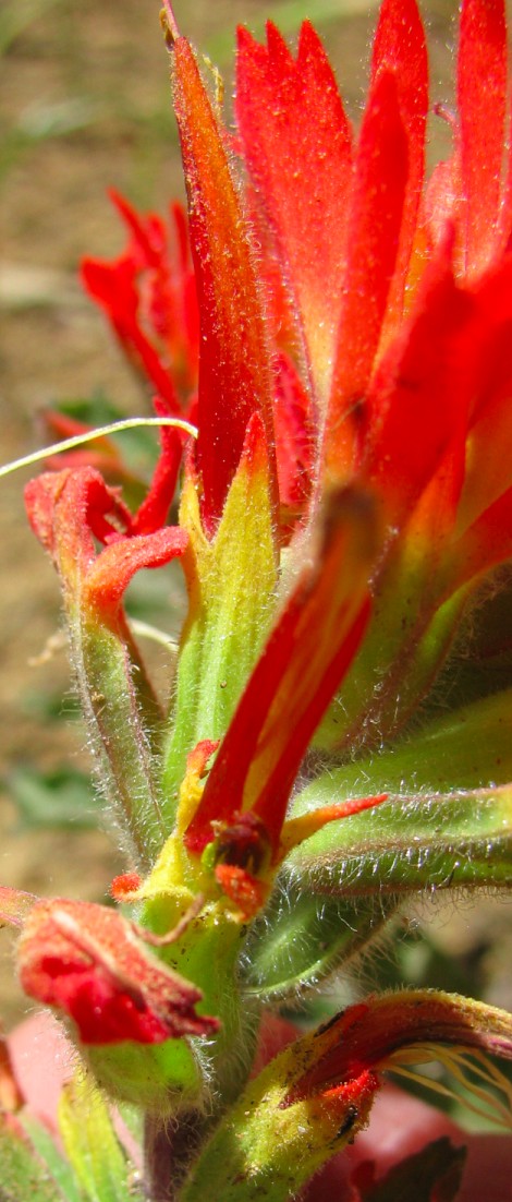 Castilleja hairs.jpg