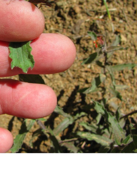 Castilleja leaf.jpg