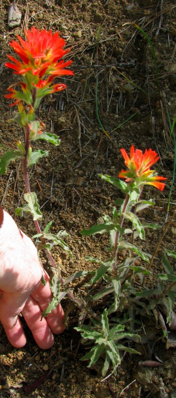 Castilleja with hand.jpg