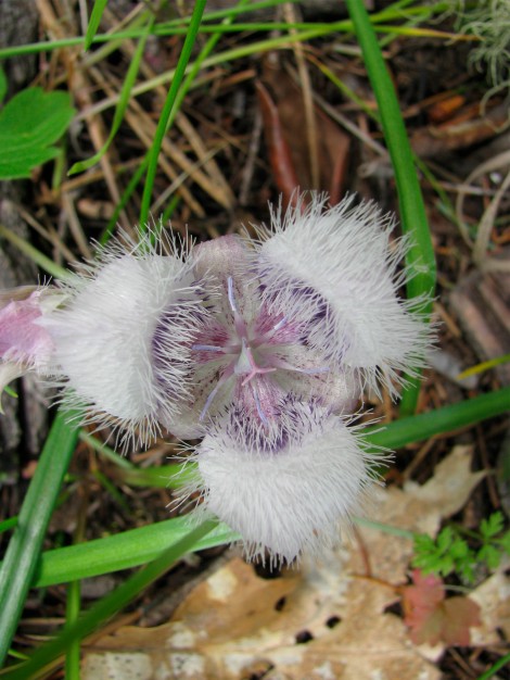 Elegant Cat's Ear from above.jpg