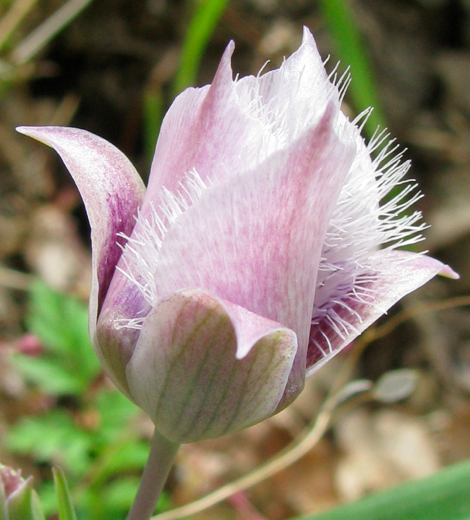 Elegant cat'sEar5.jpg