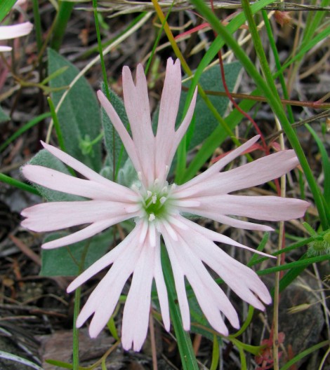 Hooker's Indian Pink, Saline hookeri - 2.jpg