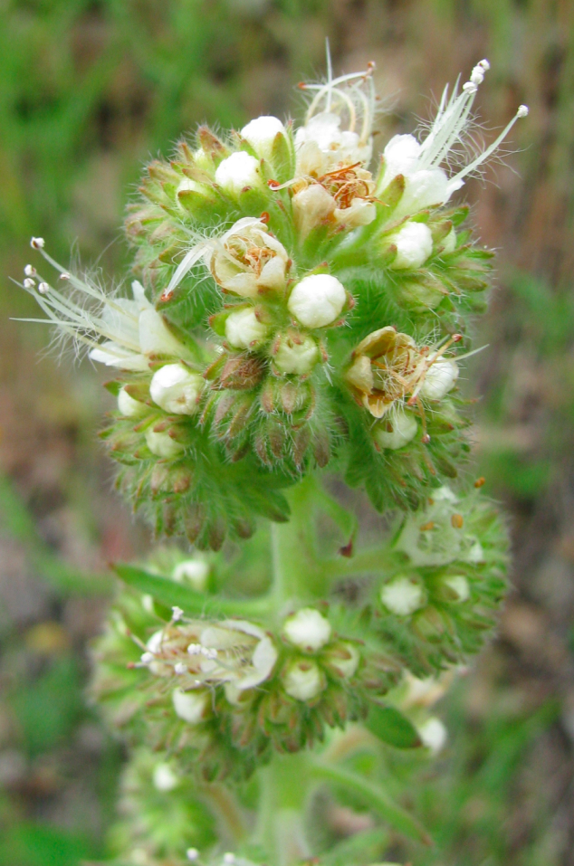 Phacelia heterophylla .jpg