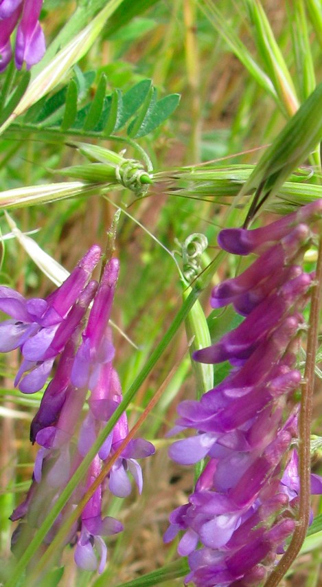 Poppies&Vetch3.jpg