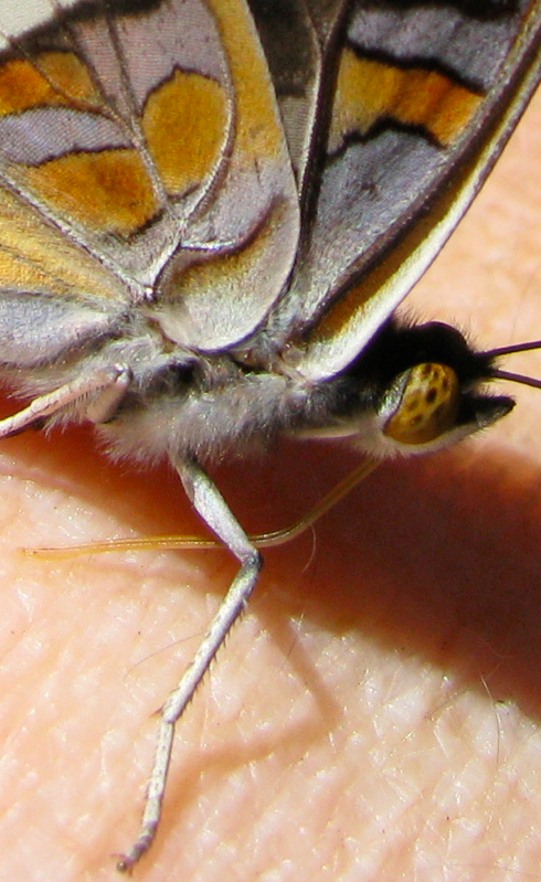 Adelpha bredowii, closeup.jpg