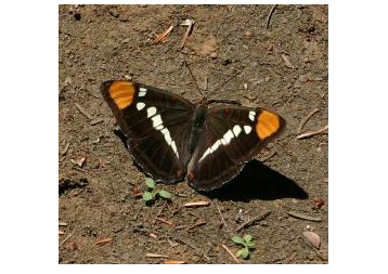 Adelpha bredowii, dorsal view.jpg