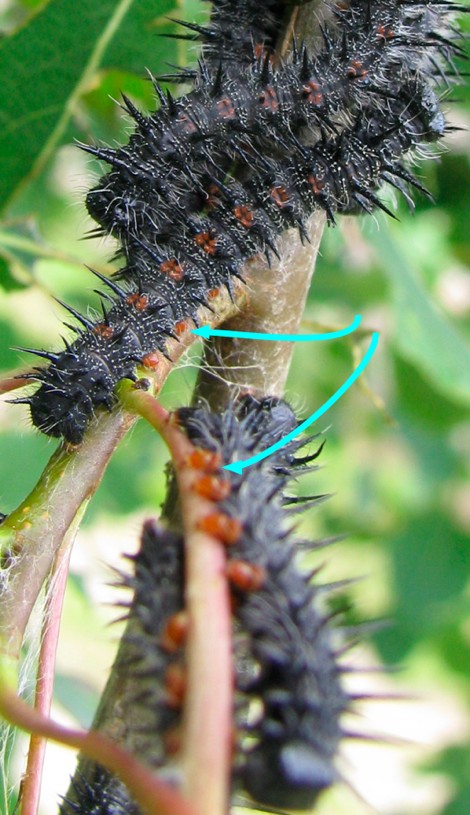 CaterpillarLegs.jpg