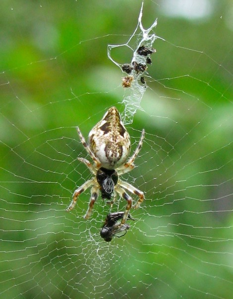 cyclosa conica CR 0781.jpg