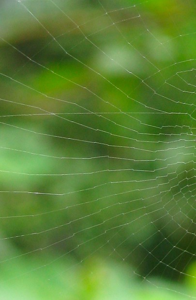 Cyclosa conica web 0781.jpg