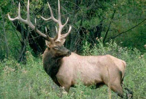 Elk .jpg