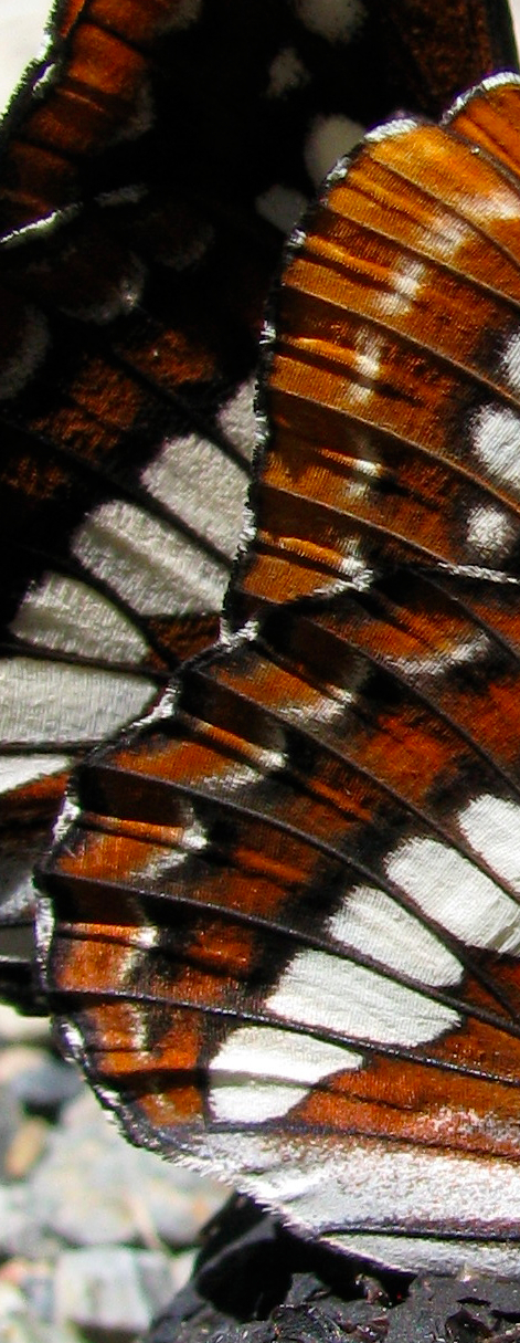 Limenitis lorquini close-up.jpg