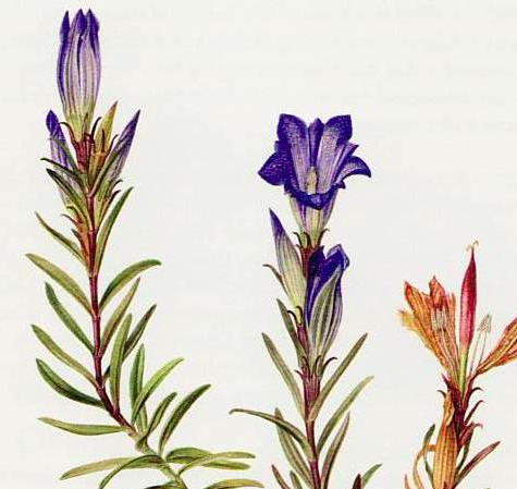 Marsh_gentian.jpg